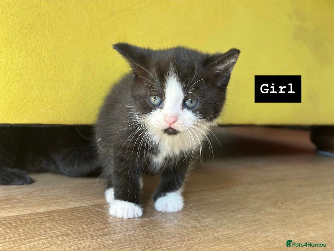 Mixed Breed cats for sale: 🐾 Adorable British Shorthair Mix Kittens 🐾 - Image 3