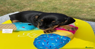 Miniature Dachshund dogs - Advert 11