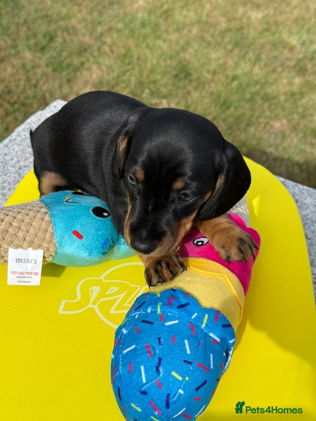 Miniature Dachshund dogs for sale: Miniature daschund puppies - Image 2
