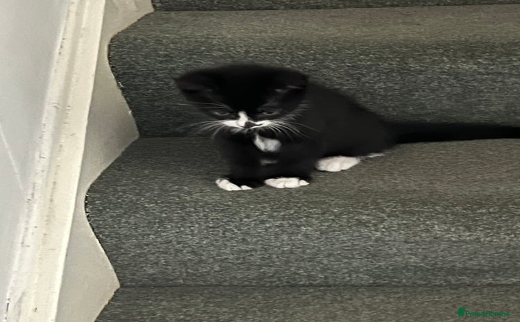Mixed Breed cats - Advert 4