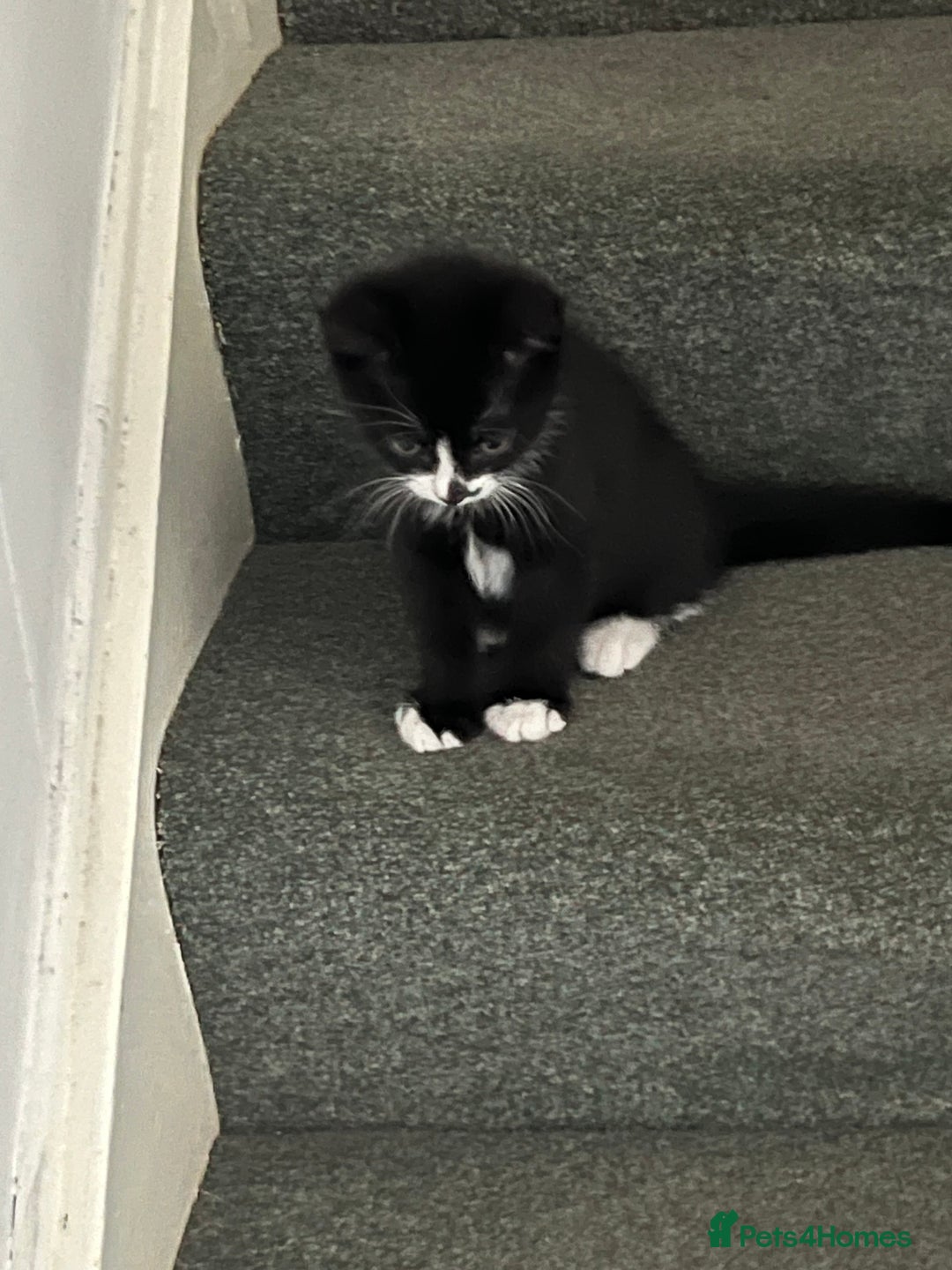 Mixed Breed cats for sale: Male black and white kitten  - Image 1