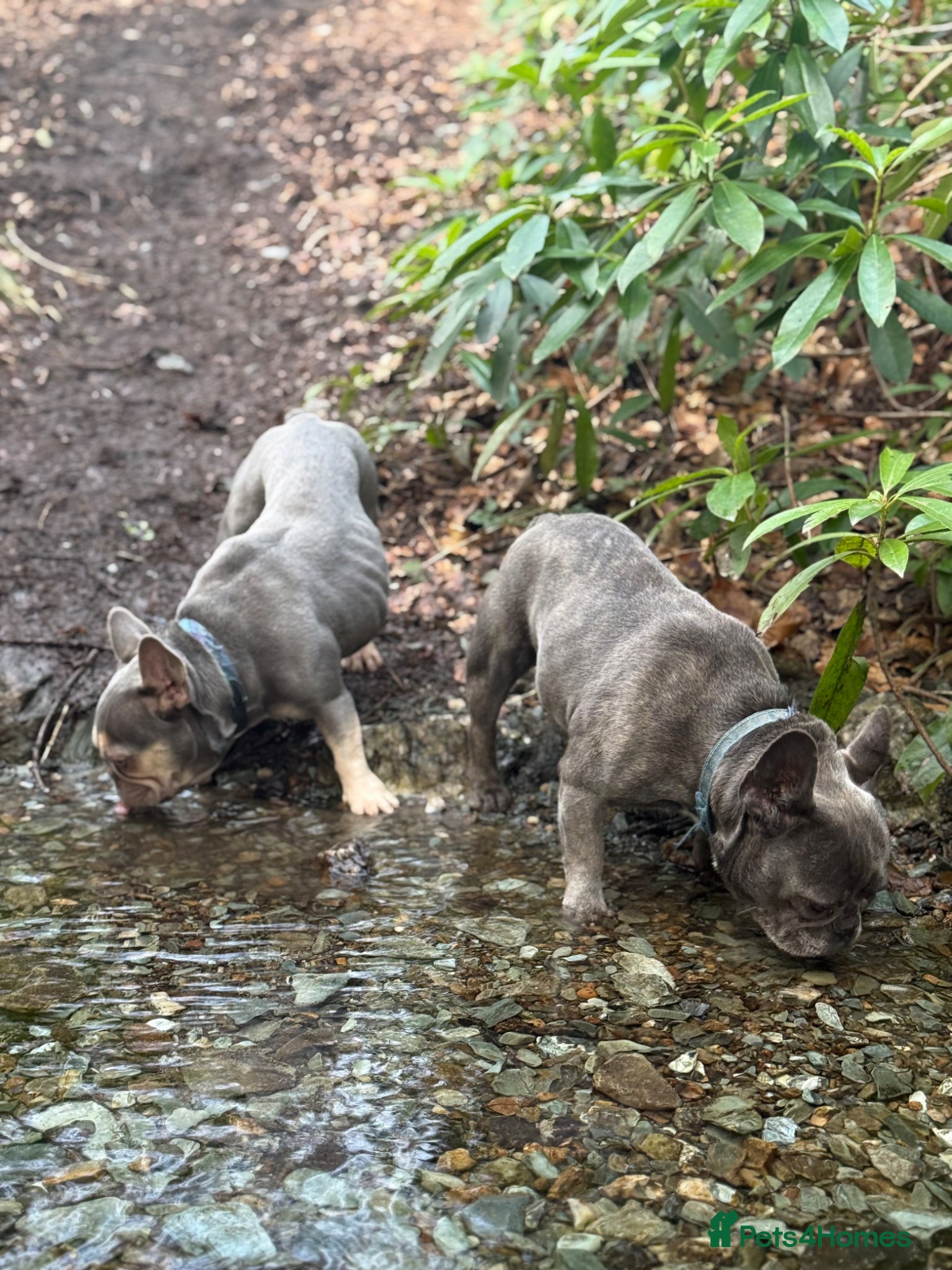 French Bulldog dogs Two frenchies available - Advert 1