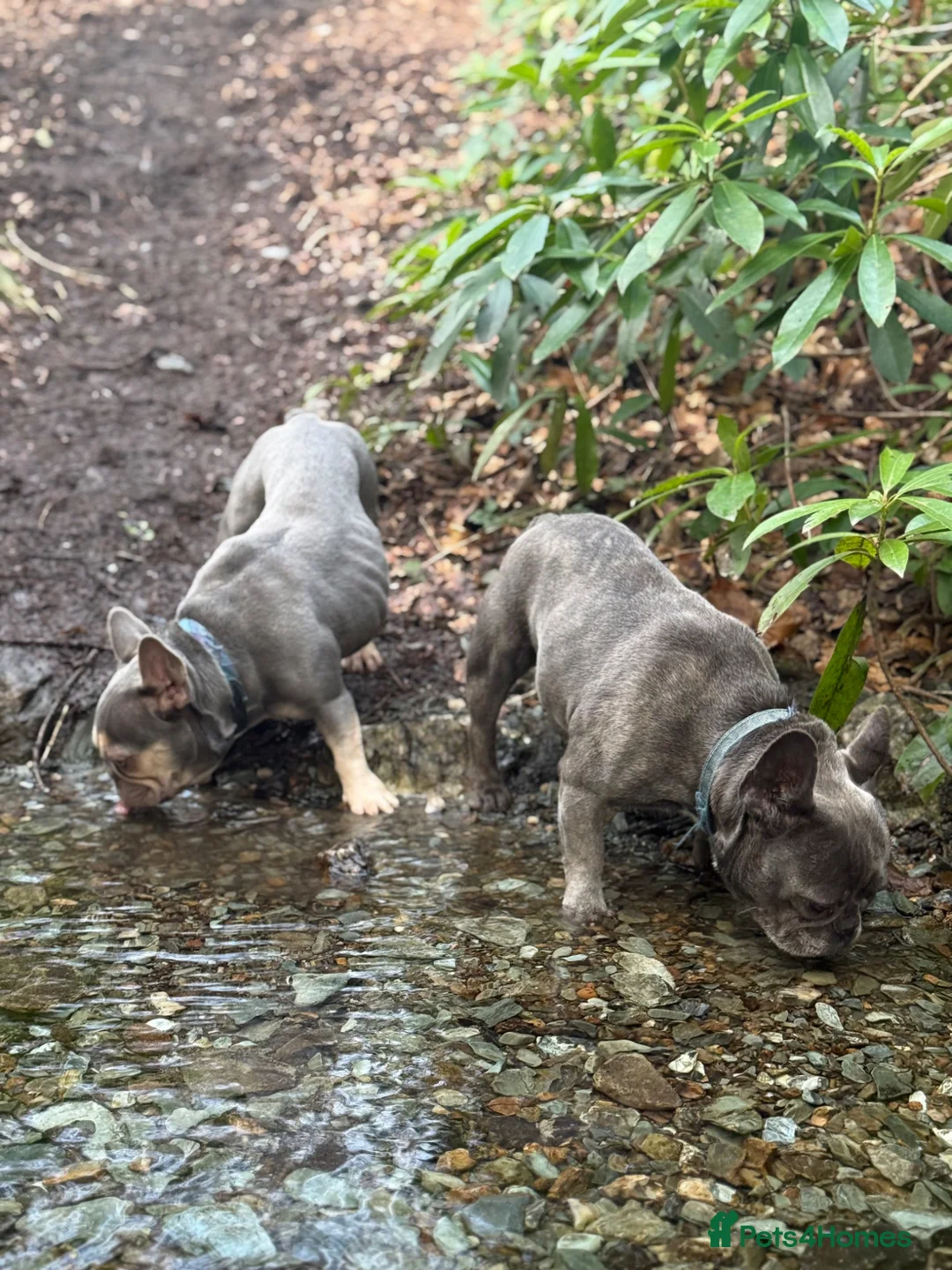 French Bulldog dogs for sale: Two frenchies available - Advert 1
