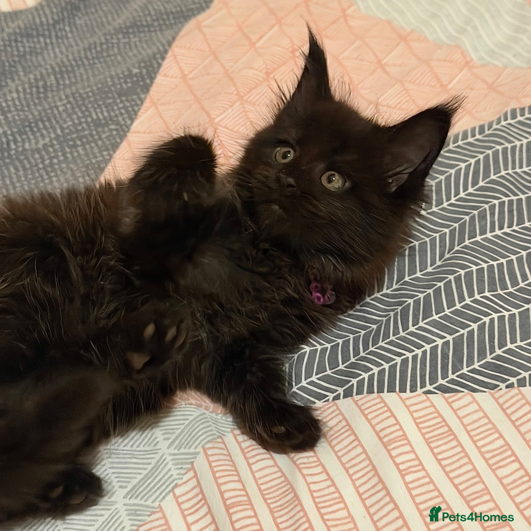 Maine Coon cats Last Girl - Gentle, Playful, Affectionate  - Advert 2