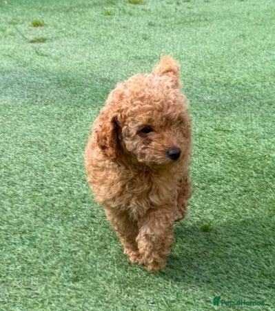 Toy Poodle dogs KC Apricot Beauties!  - Advert 1