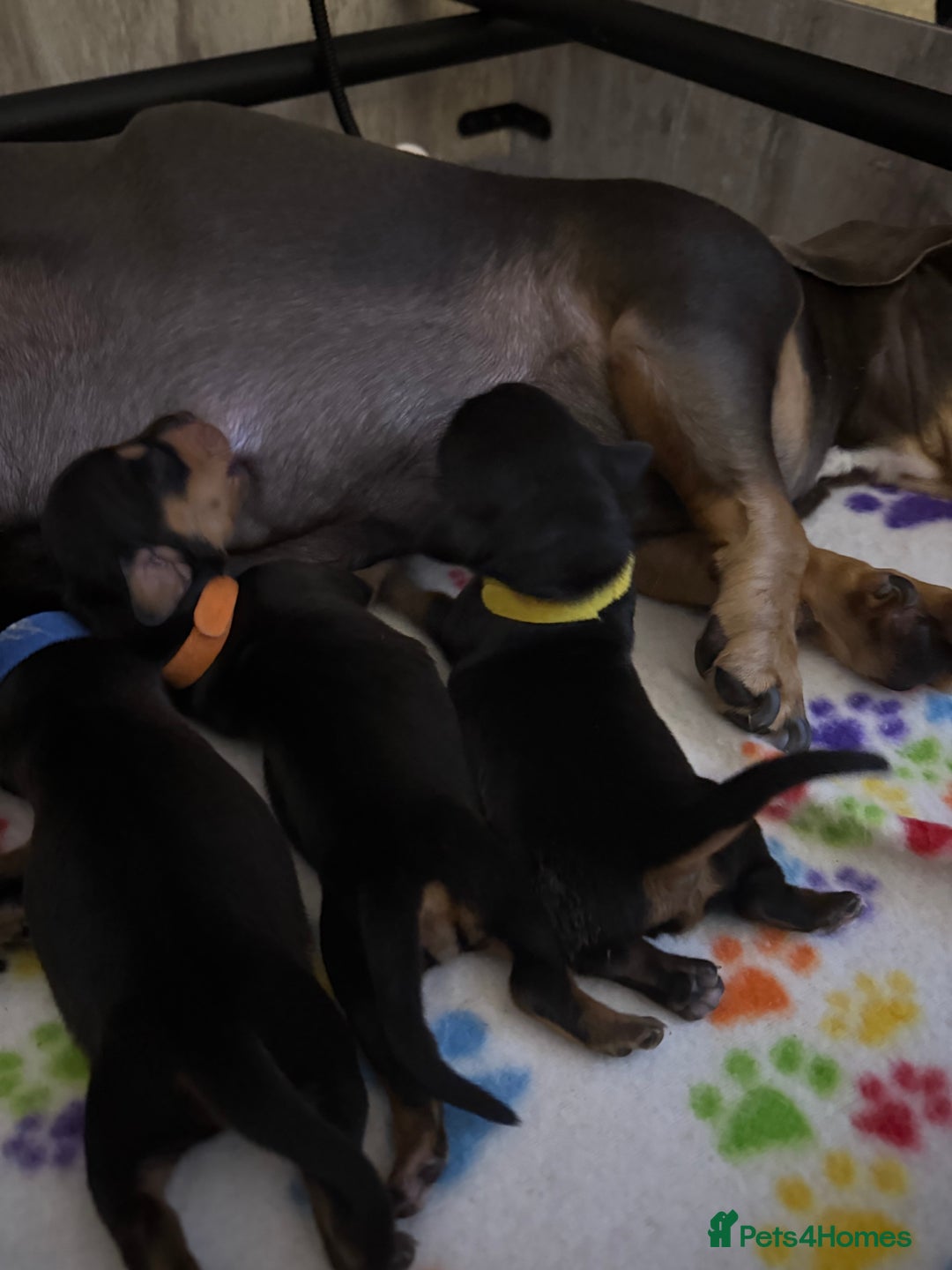 Miniature Dachshund dogs for sale: Black & Tan Miniature Dachshunds  - Image 6