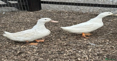 Ducks poultry - Advert 9