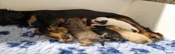 Cavapoo dogs for sale: STUNNING H/TESTED F1 TOY CAVAPOOS READY NOW - Advert 6