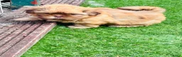 Shih Tzu dogs for sale: Handsome liver Shih Tzu boy puppy  - Advert 19