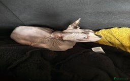 Sphynx cats for sale: Gorgeous white and blue sphynx female cat  - Image 5