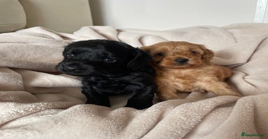 Cavapoo dogs - Advert 1
