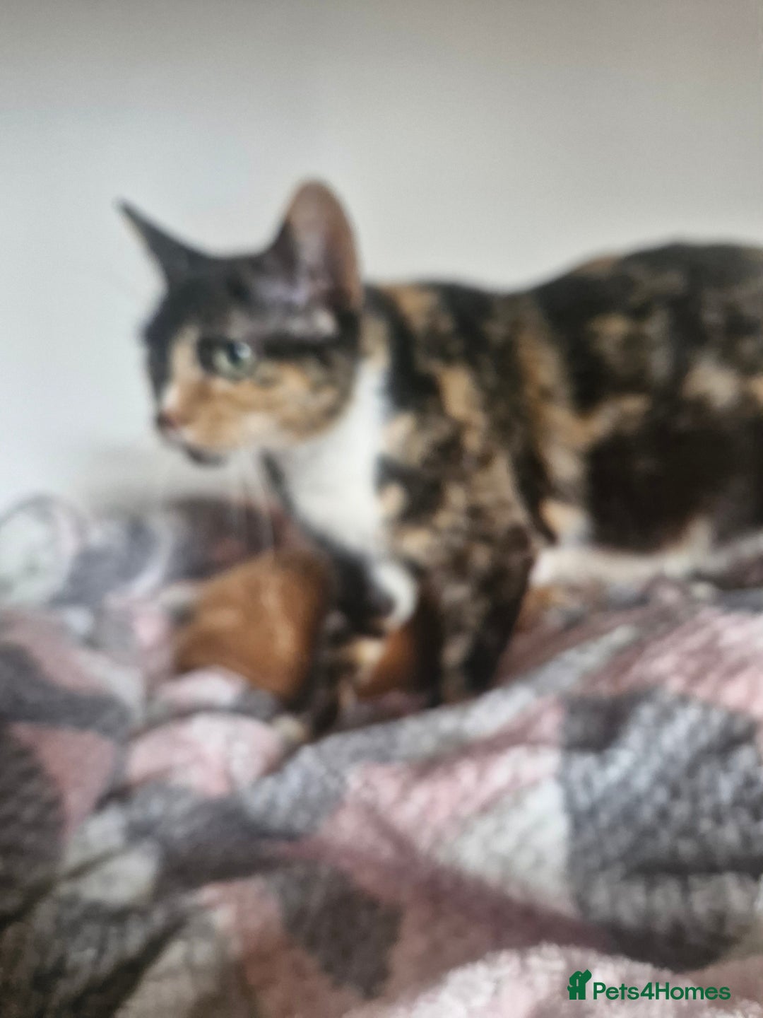 Mixed Breed cats for sale: Beautiful kittens in Wrexham - Image 10