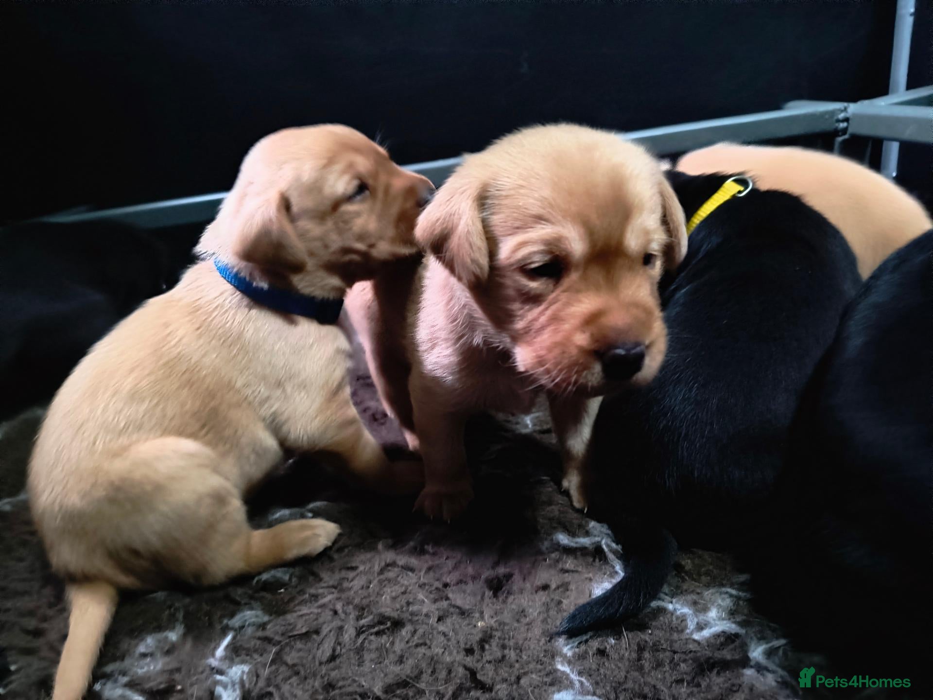 Labrador Retriever dogs  KC registered FTW Sired Labrador puppies  - Advert 1
