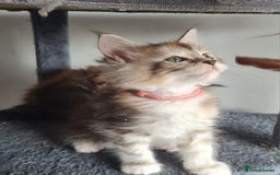 Maine Coon cats for sale: Stunning pedigree Mainecoon Kittens  - Image 13
