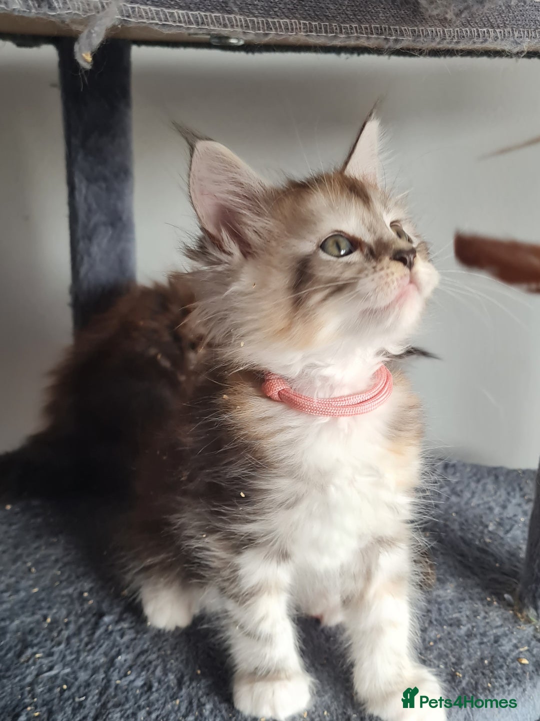 Maine Coon cats for sale: Stunning pedigree Mainecoon Kittens  - Image 13