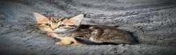 Mixed Breed cats for sale: 5 beautiful kittens  - Advert 9