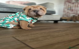 Shar Pei dogs for sale: Bear coat shar pei - Image 10