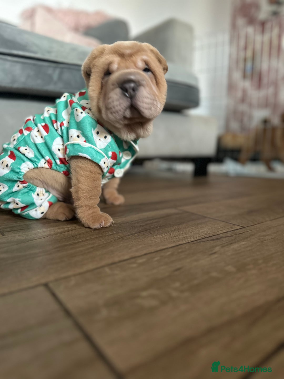 Shar Pei dogs for sale: Bear coat shar pei - Image 10
