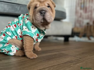 Shar Pei dogs - Advert 3