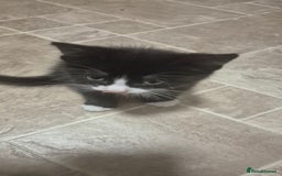 British Shorthair cats for sale: Male kitten 8 weeks old - Image 4