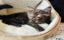 Maine Coon cats for sale: Mainecoon kittens  - Image 13