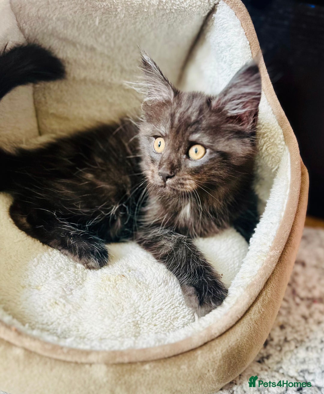 Maine Coon cats for sale: Mainecoon kittens  - Image 13