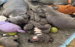 Staffordshire Bull Terrier dogs for sale: Staffordshire bullterrie puppies for sale  - Image 3