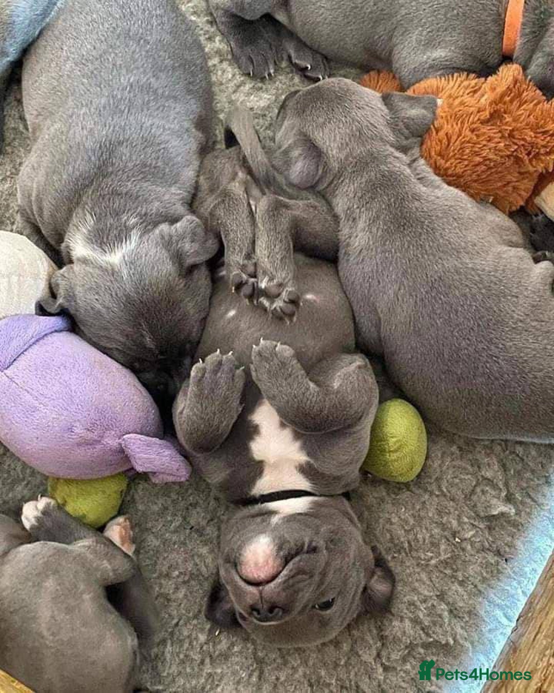 Staffordshire Bull Terrier dogs for sale: Staffordshire bullterrie puppies for sale  - Image 3