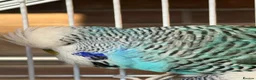 Budgerigars birds for sale: 3 Beautiful Budgies with Cage & Accessories in Maidstone - Advert 5