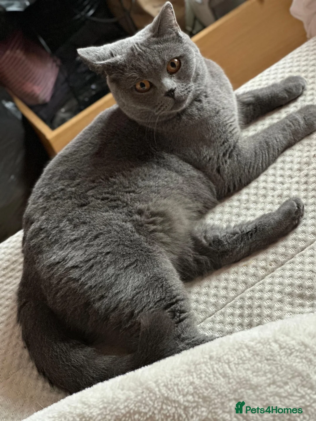 British Shorthair cats for sale: “British Shorthair Blue [Kitten/Cat]–[Age10 weeks] in London - Advert 9