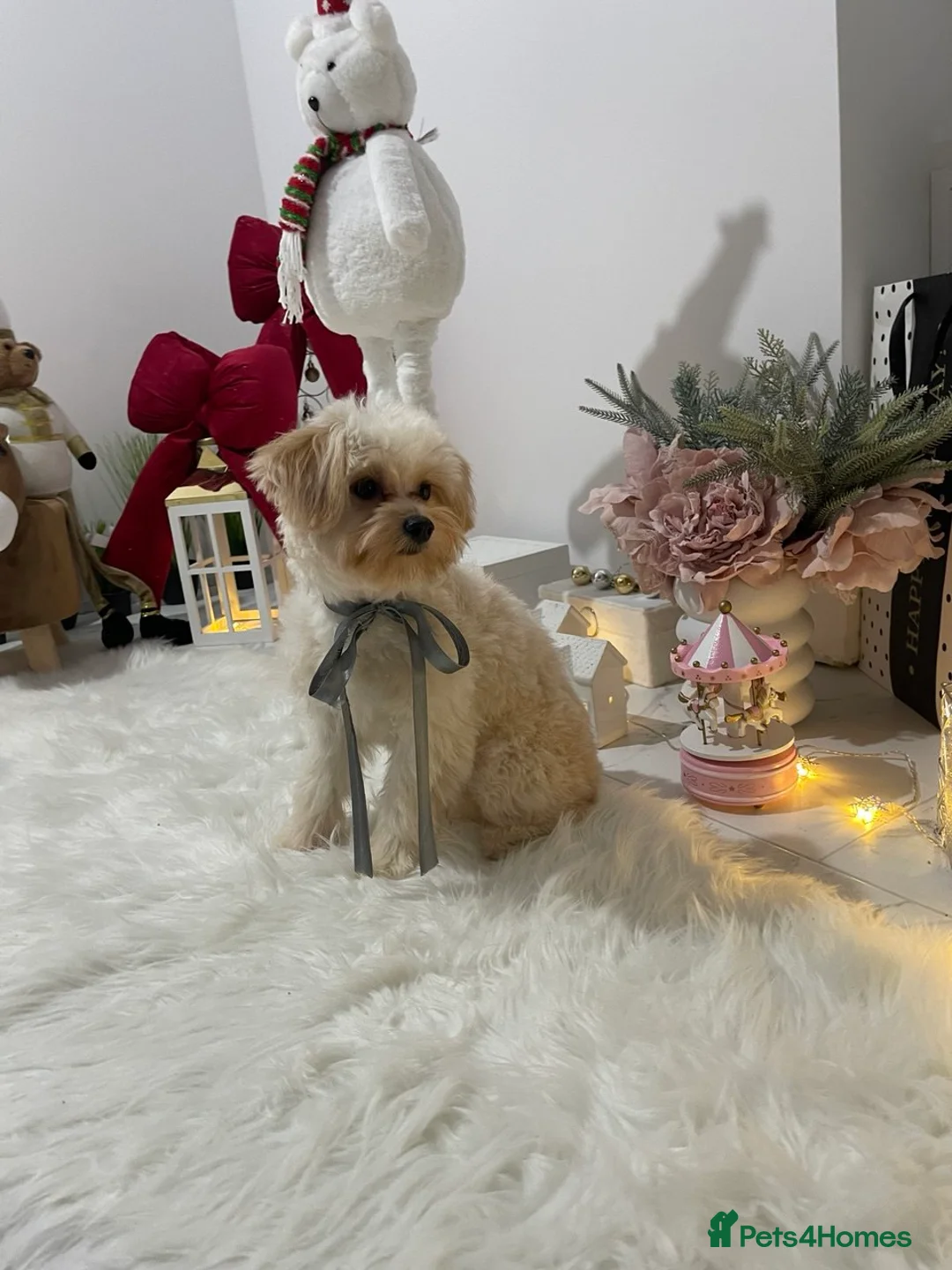Pomapoo dogs for sale: Pomapoo Girl Lindy (£2000 INC. UK Delivery) - Advert 12