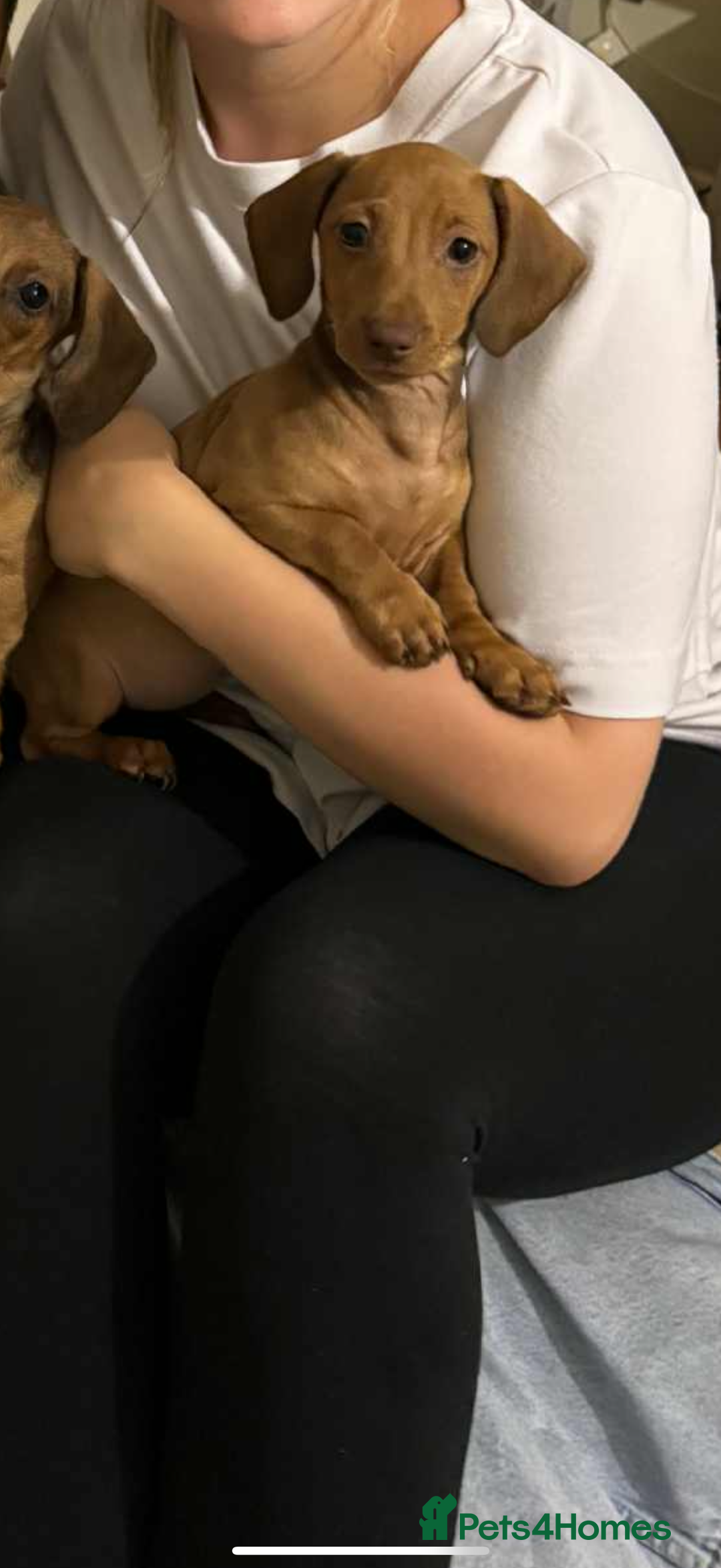 Miniature Dachshund dogs for sale: Miniature dachshund puppy - Image 3