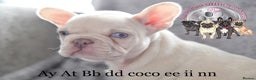 French Bulldog dogs for stud: Champagne Charlie new shade Isabella  in Hastings - Advert 5