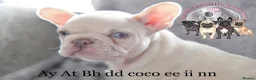 French Bulldog dogs for stud: Champagne Charlie new shade Isabella  in Hastings - Advert 5