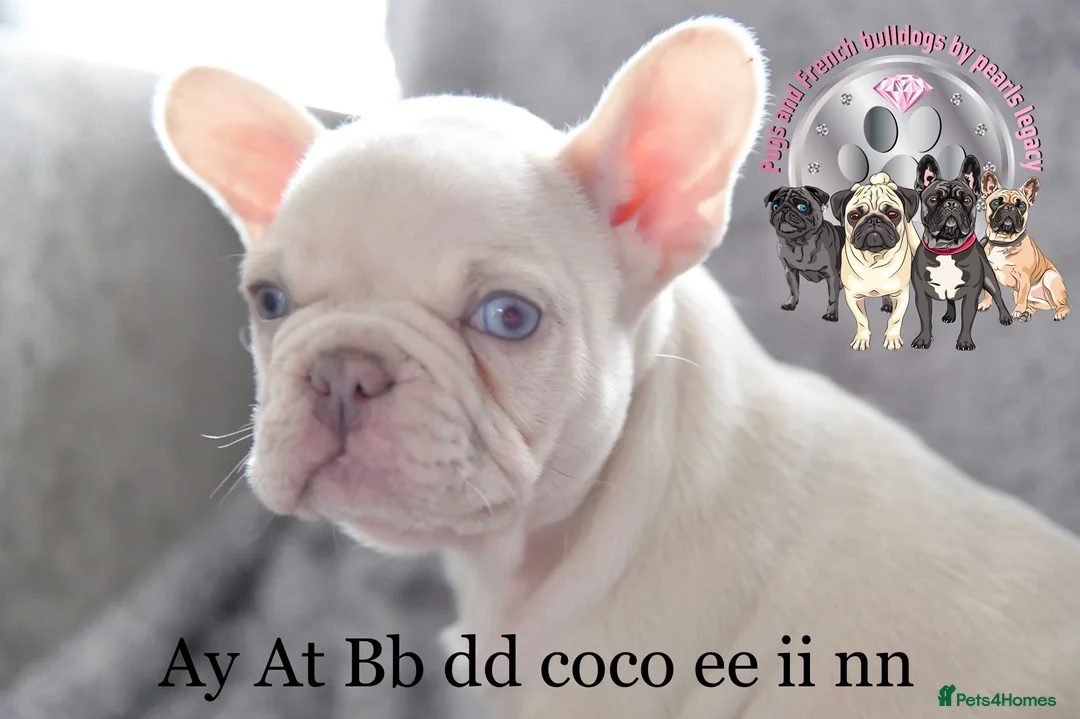 French Bulldog dogs for stud: Champagne Charlie new shade Isabella  in Hastings - Advert 5