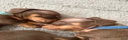 Miniature Dachshund dogs for sale: Choc n tan miniature dachshund ** ready to leave** - Advert 3