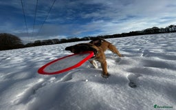 Mixed Breed dogs for sale: Manel - Image 1