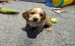 Cocker Spaniel dogs for sale: Beautiful show type puppies  - Image 20