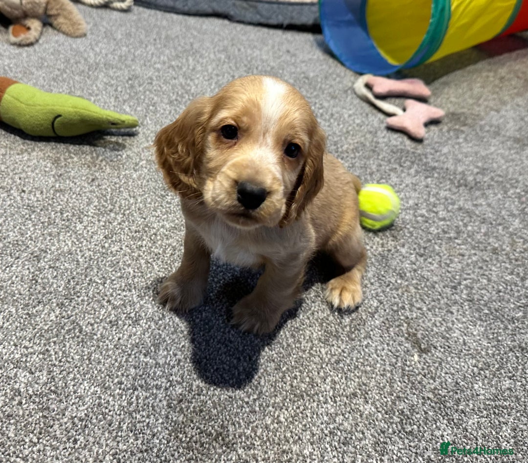 Cocker Spaniel dogs for sale: Beautiful show type puppies  - Image 20
