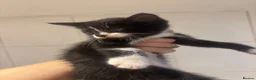 Domestic Shorthair cats for sale: Beautiful kittens for sale - Advert 3