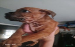 Mixed Breed dogs for sale: Adorable puppies for sale  - Image 6