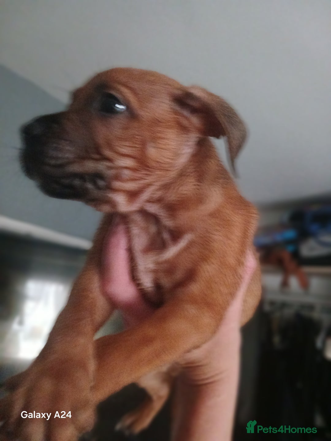 Mixed Breed dogs for sale: Adorable puppies for sale  - Image 6
