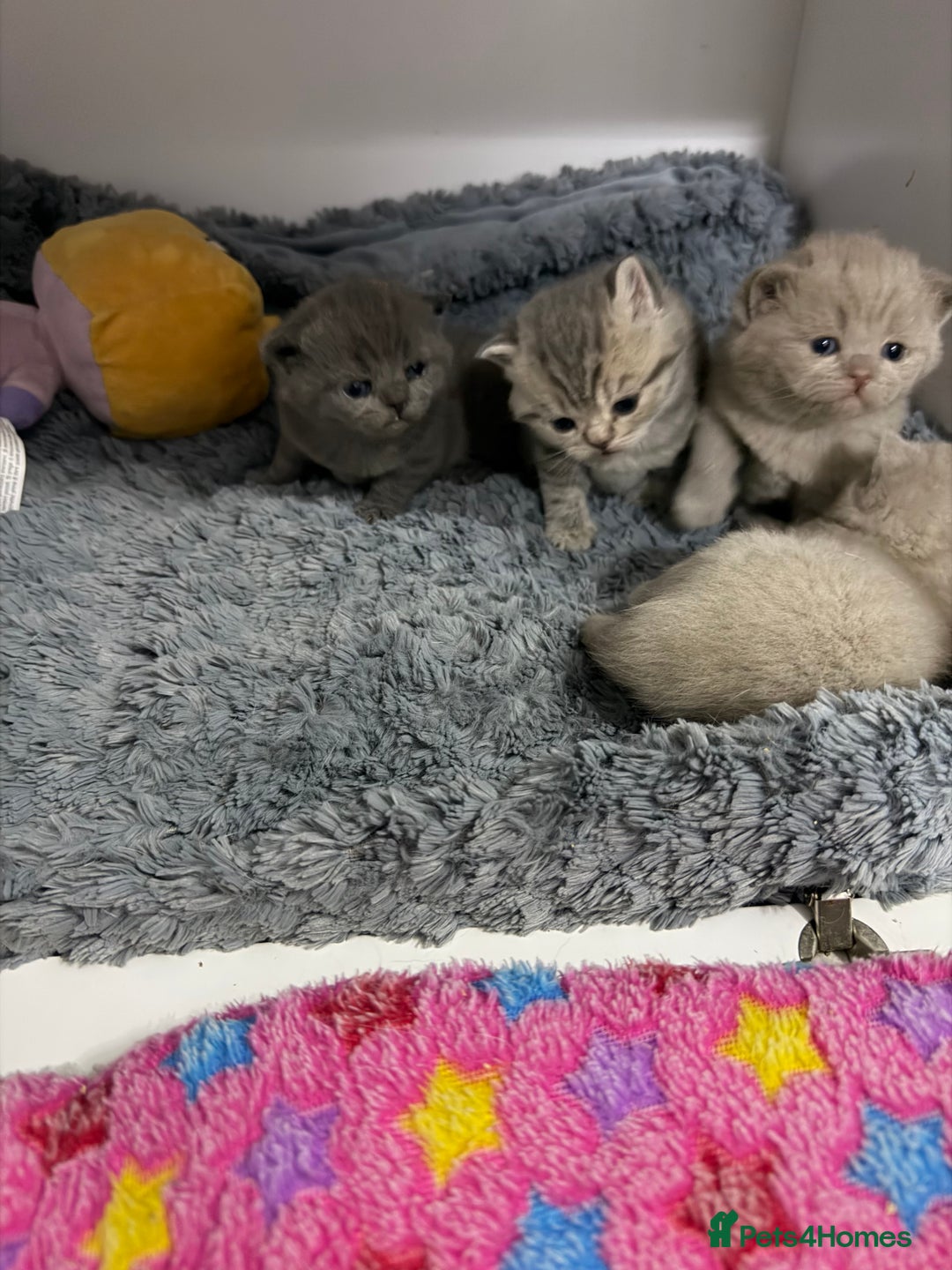 British Shorthair cats for sale: British short hair kittens  - Advert 5