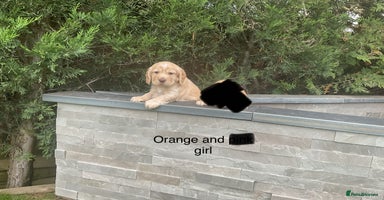 Cocker Spaniel dogs - Advert 5
