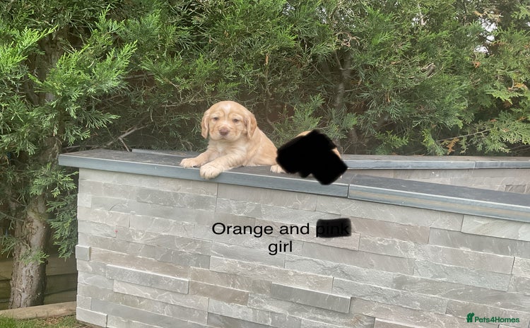 Cocker Spaniel dogs - Advert 6