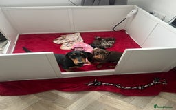 Dachshund dogs for sale: 5 beautiful daschund’s for sale  - Image 16