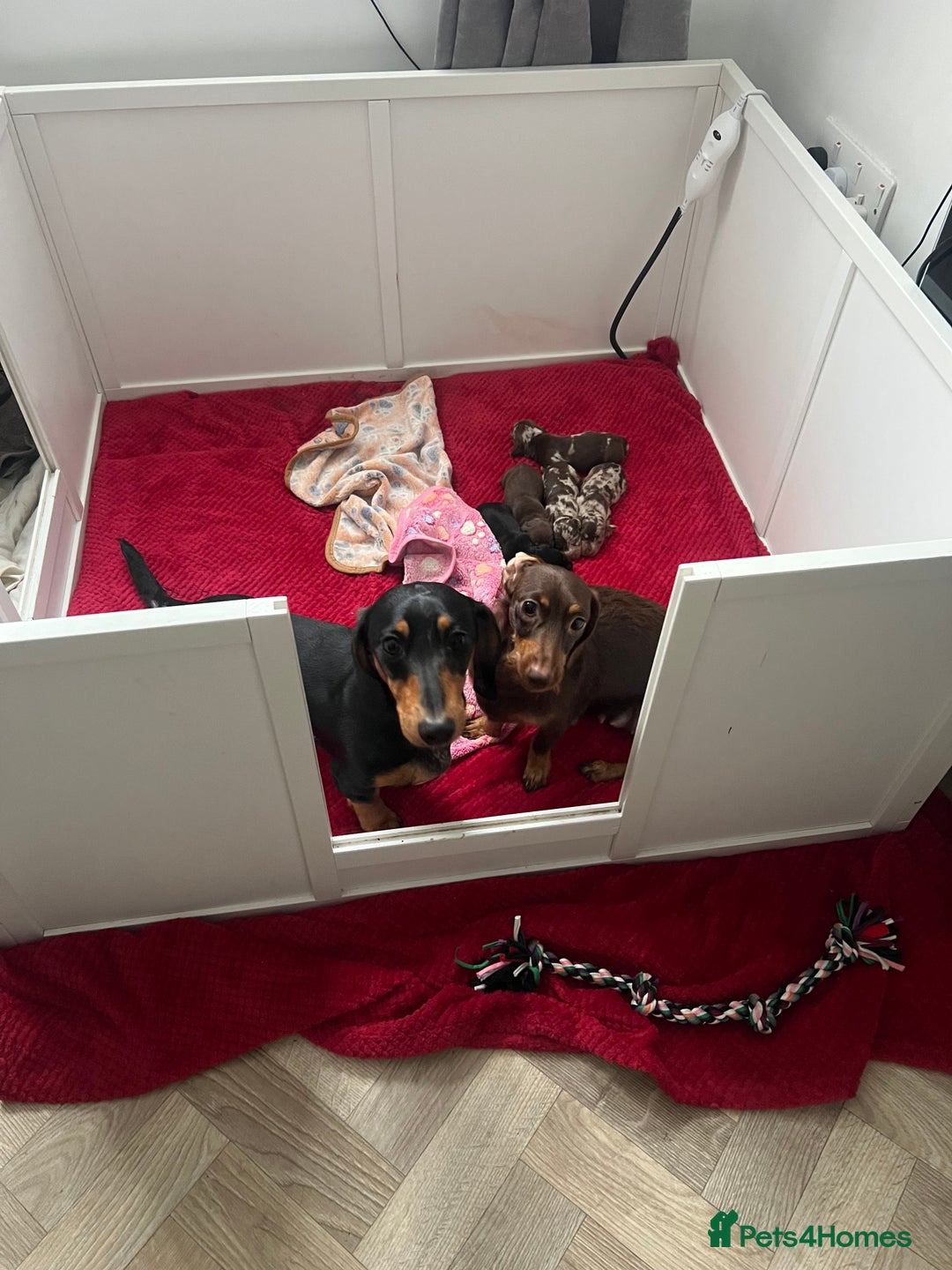 Dachshund dogs for sale: 5 beautiful daschund’s for sale  - Image 16