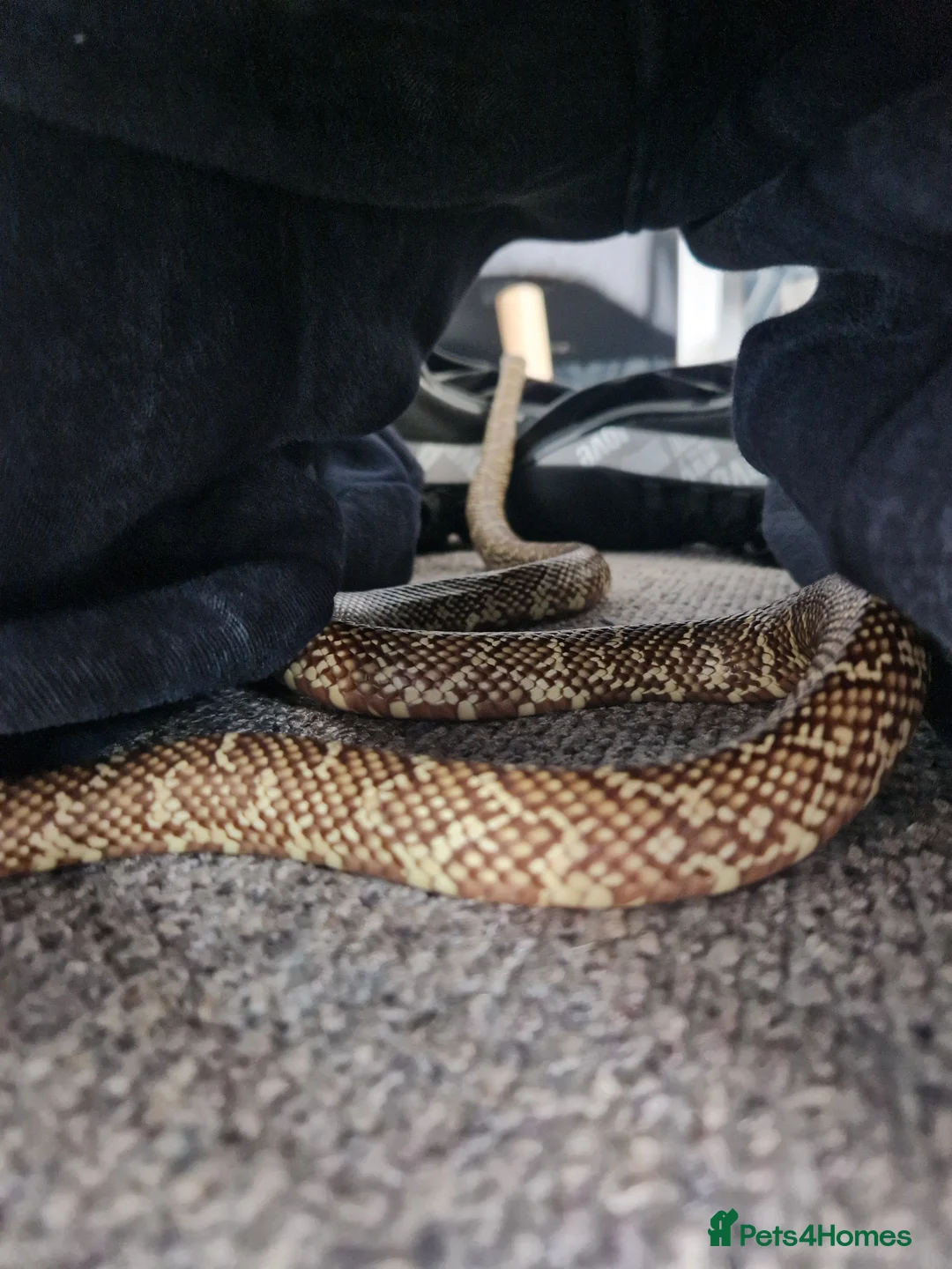 Snake reptiles for sale: Desert king - Advert 1