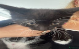 Mixed Breed cats for sale: 6 beautiful kittens - Image 4