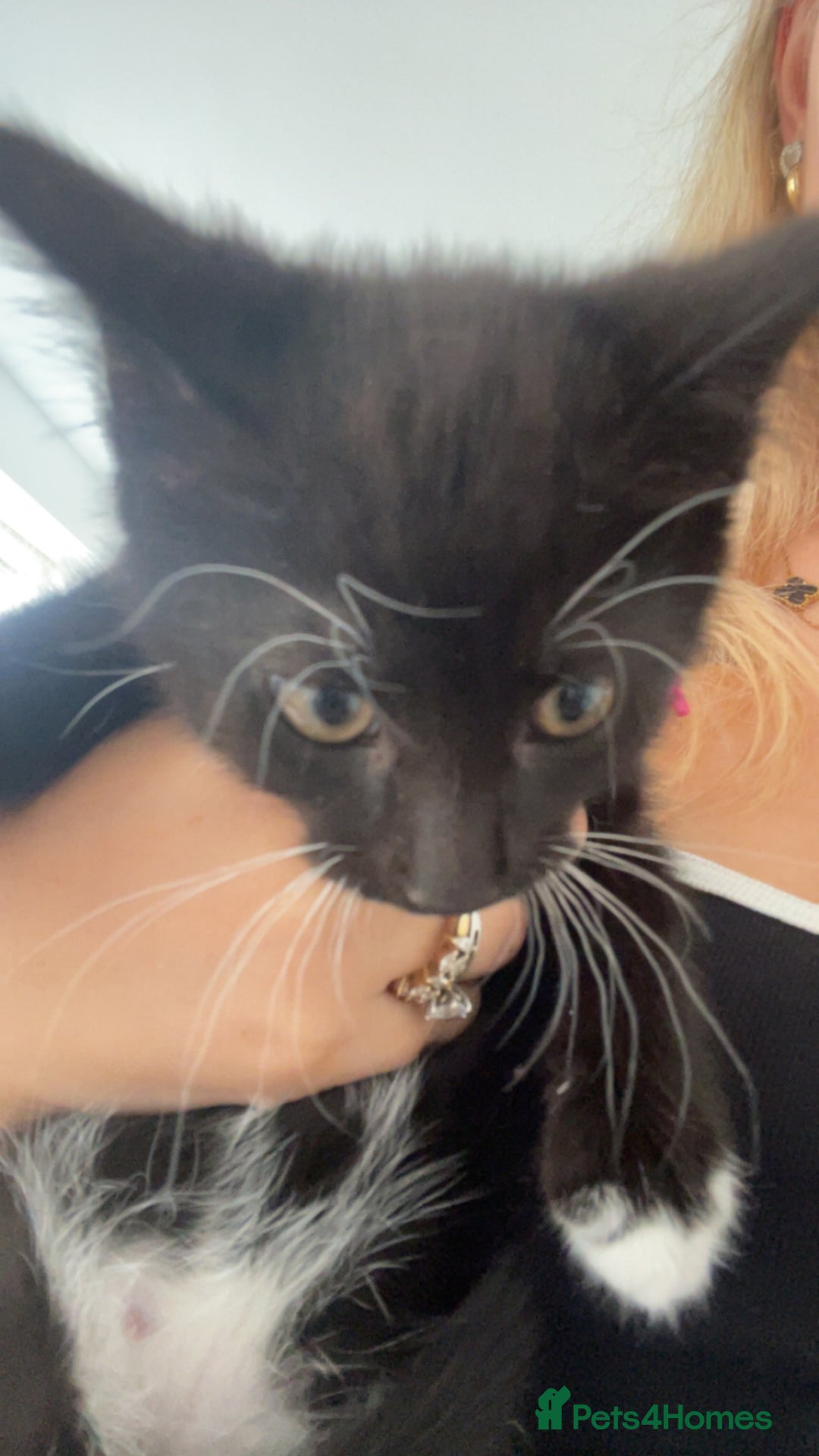 Mixed Breed cats for sale: 6 beautiful kittens - Image 4